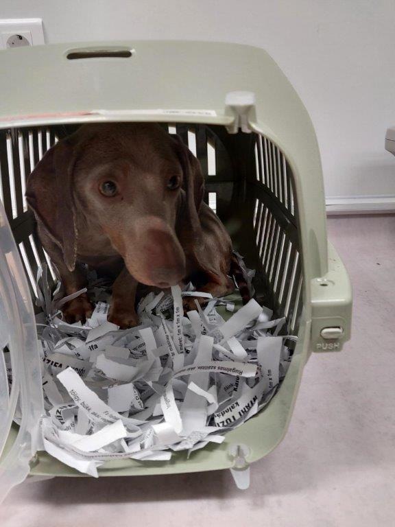 Grenze: 8 Dackelwelpen in Transportboxen entdeckt!